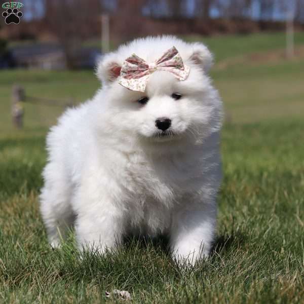 Millie, Samoyed Puppy